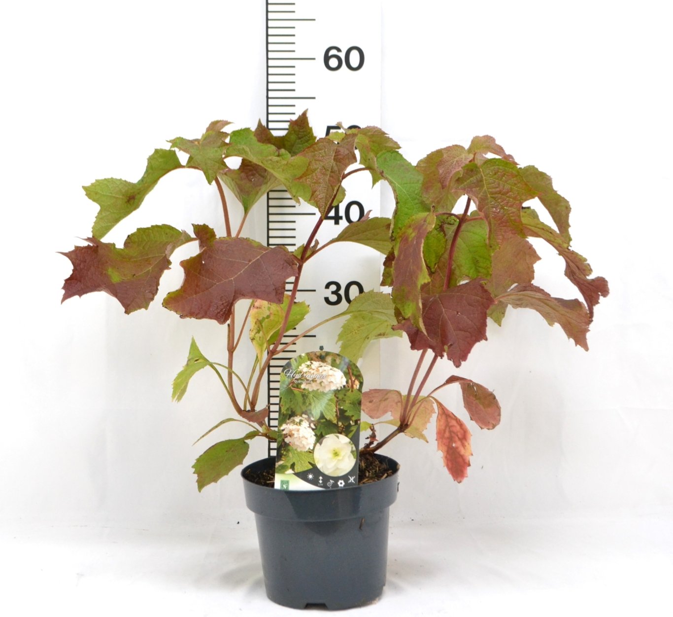 Hydrangea quercifolia - C3 20-40 CM